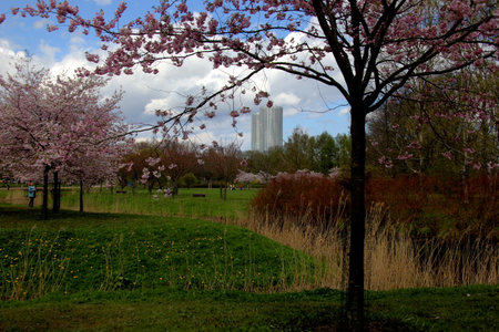 Riga, Latvia - may 05, 2021: People walks and rests in blooming cherry sakura in Victory park (Uzvaras parks) in Riga, Latvia.のeditorial素材
