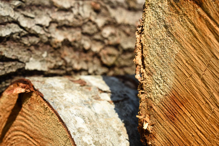 Cross section of tree trunk, sawn wood. Cross sectional cut end of log showing the pattern and...
