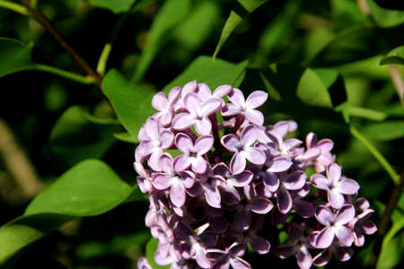 Blue Lilac (Syringa vulgaris) flowering plant closeup in the summer. Bunch of blue flowers on branch tree with green leavesの写真素材