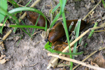 Big Brown Spanish slug (arion vulgaris) on a grass, Close-up. Invasive animal species. Big slimy brown snail slugs crawling in the summer gardenの写真素材
