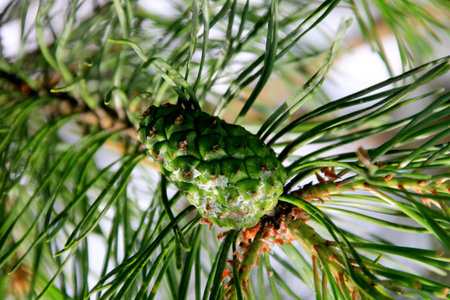 Green Pine Cones. Young green pine cones close-up on a tree