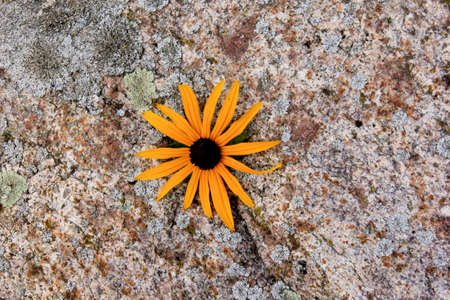Yellow flower with a dark center on a natural boulder, stone background, copy space. Granite stone with a single yellow flowerの写真素材