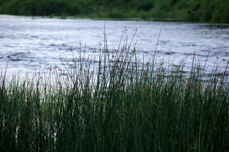 Gauja river surrounded by a green forest and blue sky in the background, Latvia. View of Gauja river...