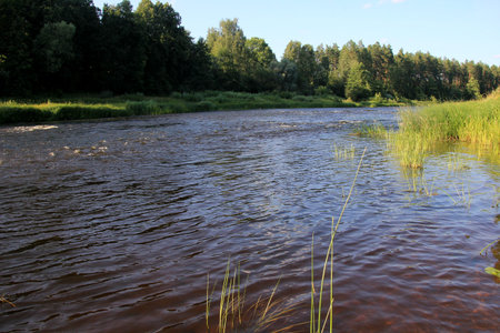 Gauja river surrounded by a green forest and blue sky in the background, Latvia. View of Gauja river...