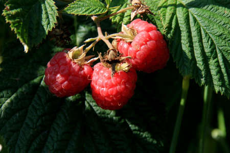 Ripe branch of raspberry on a bush in the garden during summer
