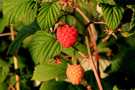 Ripe branch of raspberry on a bush in the garden during summer