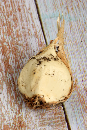 Onion anzur or Onion Suvorov or elephant garlic (Allium suworowii) is a species of onion native to...