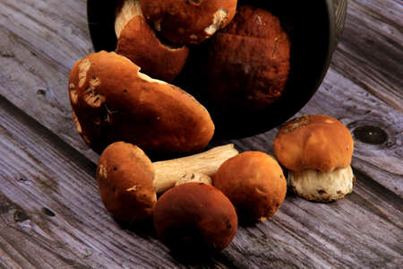 Mushroom Boletus on dark Background. Boletus edulis mushrooms on old wooden backgroundの写真素材