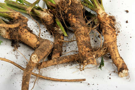 Fresh harvested horseradish root isolated on white background. Fresh horseradish.の写真素材