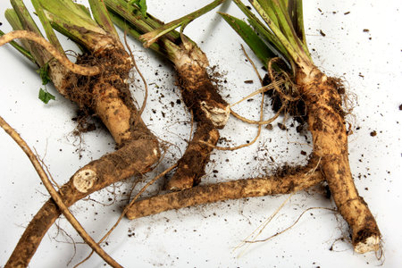 Fresh harvested horseradish root isolated on white background. Fresh horseradish.