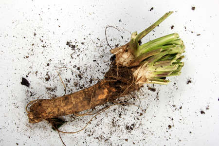 Fresh harvested horseradish root isolated on white background. Fresh horseradish.の写真素材