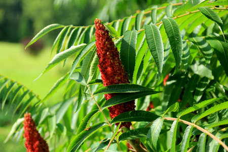 Rhus typhina, red blossom of sumac tree or vinegar tree. Staghorn sumac or velvet sumac