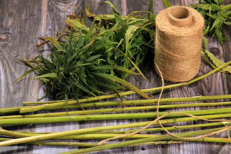 Hemp plant or cannabis plant stems without leaves. Background of old wooden boards. Hemp Tea. Use of cannabis plant for rope preparationの写真素材
