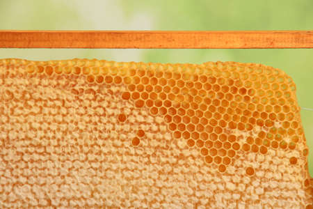 Bee honeycomb with honey, yellow honeycomb wax background. The concept of beekeepingの写真素材