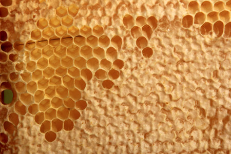 Bee honeycomb with honey, yellow honeycomb wax background. The concept of beekeeping