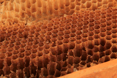 Old and damaged bee honeycomb close-up in a wooden frame. Beekeeping concept