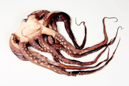 Raw Octopus on a white background. Whole Octopus without head isolated on white background