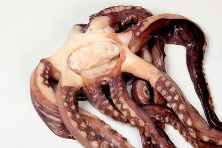 Raw Octopus on a white background. Whole Octopus without head isolated on white background