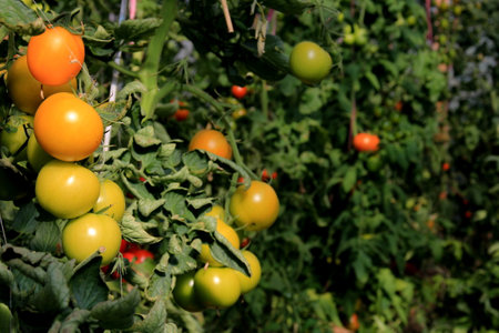 Ripe red tomato plant growing in farm greenhouse. Ripe natural tomatoes growing on a branch in a greenhouseの写真素材