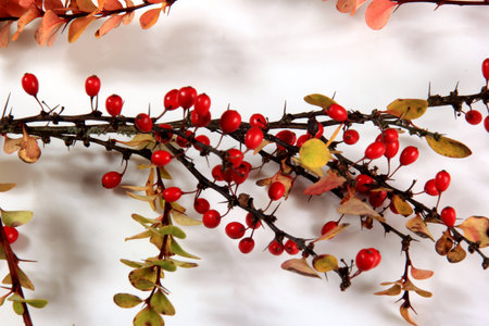 Barberry (Berberis vulgaris) branch with red ripe berries isolated on a white background