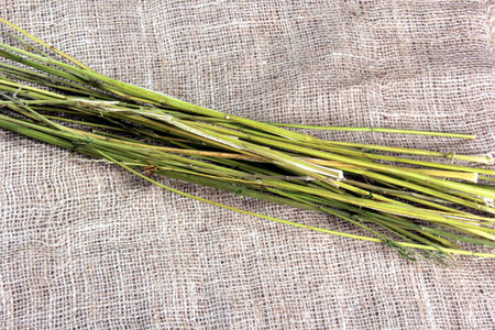 Hemp stalks on a light burlap background