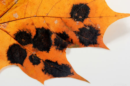 Yellow Maple leaves with black and white spots. Fungal disease or tar spot on maple leaf caused by Rhhytisma acerinum fungusの写真素材