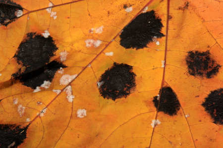 Yellow Maple leaves with black and white spots. Fungal disease or tar spot on maple leaf caused by Rhhytisma acerinum fungusの写真素材