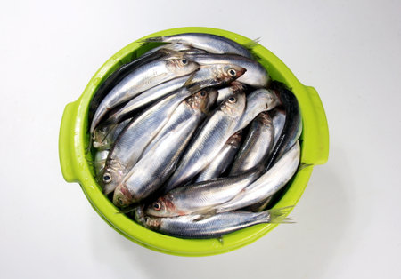Fresh anchovies in a green bucket on a white background, top viewの写真素材
