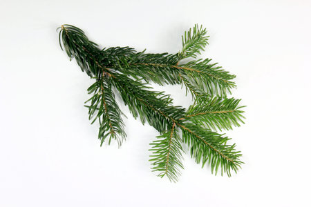 Fir tree branch isolated on white background. Christmas or New Year decoration.