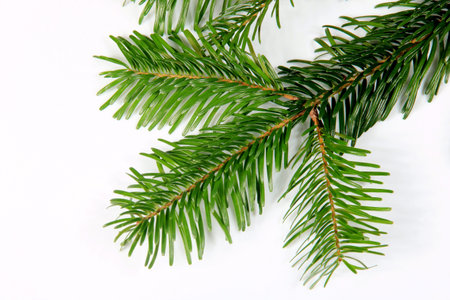 Fir tree branch isolated on white background. Christmas background. Close-up.