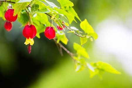 Abutilon megapotamicum. beautiful branch on green backgroundの写真素材