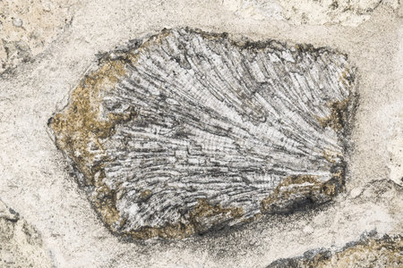 Coral stone with an imprint of ancient plant