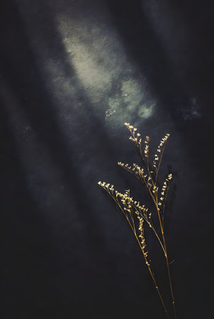 Two delicate dry flower sprigs positioned centrally under sharp oblique light rays casting strong shadows on textured dark slate backgroundの素材