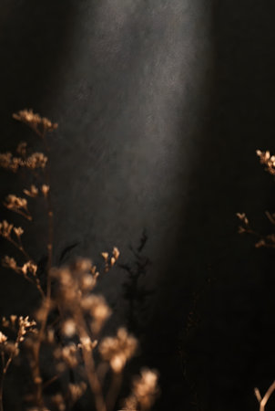 dried wildflower stalks casting shadows on dark wall surface. Soft natural light, abstract botanical composition. Vertical format.の素材