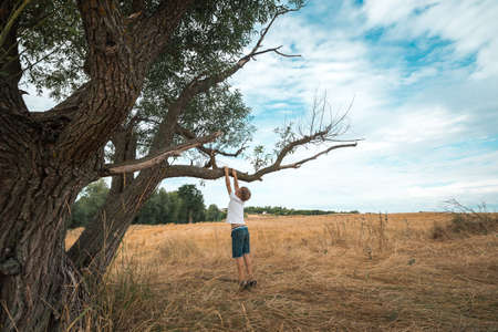 Little kid boy climbing high tree. Beautiful nature. Child playing outdoors.の写真素材