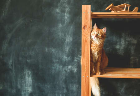 red cat peeking out from behind the wooden. Blackboard wall. Funny ginger cat playing hide and seekの写真素材