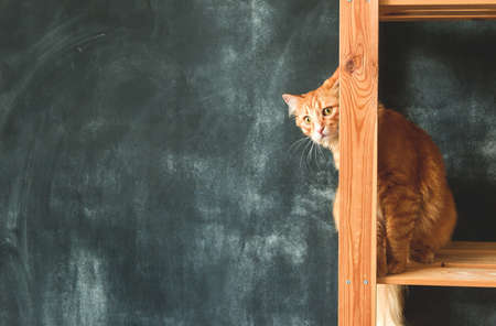 Curious funny ginger pet cat peeking out. Blackboard wall. Funny ginger cat playing hide and seekの写真素材