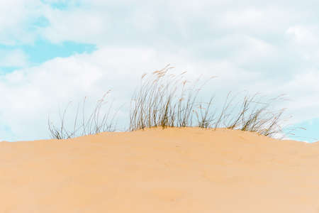 White desert sand with bush. Beautiful landscape of the desert, Sahara, Egypt, Africaの写真素材