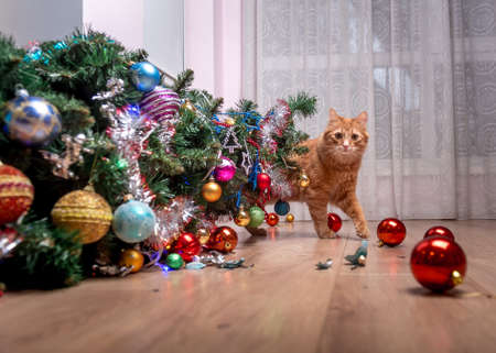 Fault of the pet cat - fallen Christmas tree. Ruins and the end of Christmas. fear of punishment. broken balls on the floor. Ginger cat hide behind the treeの写真素材