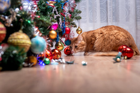 Cat under Christmas tree. Ginger kitten hiding under an xmas tree. Pet playing with ballsの写真素材