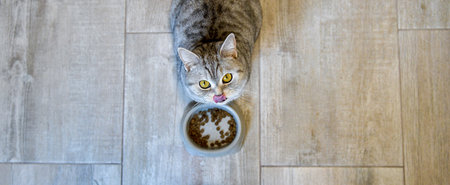 Top view of grey cat on gray floor. Animal with big yellow eyes. cat standing next to feeding dish with pet food looking up at camera meowing with copy spaceの写真素材