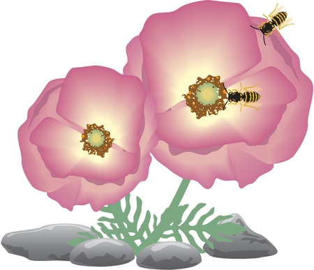 two pink flower with beesのイラスト素材