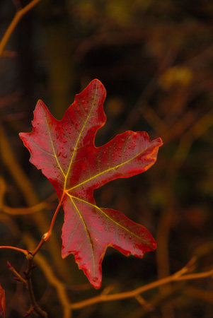 Autumn leaf