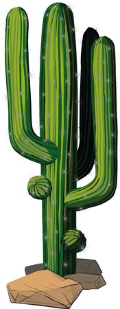 The green cactus on a rocky Texas soil isolated on white backgroundのイラスト素材