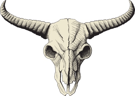 drawing a bison skull isolated on white backgroundのイラスト素材