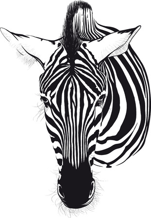 Zebra head from the front consisting of black lines on a white backgroundのイラスト素材