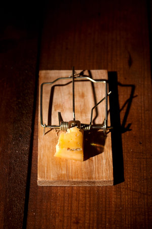 cocked mousetrap with a piece of cheese stands near rat or mouse holes