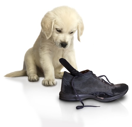little spoiled Golden Retriever Puppy with a boot that he tore while playingの写真素材