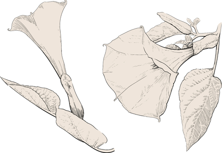 Beautiful flowers of a poisonous plant used in medicine Datura stramonium isolated on white backgroundのイラスト素材