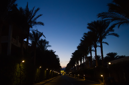 silhouettes of palm nightの写真素材